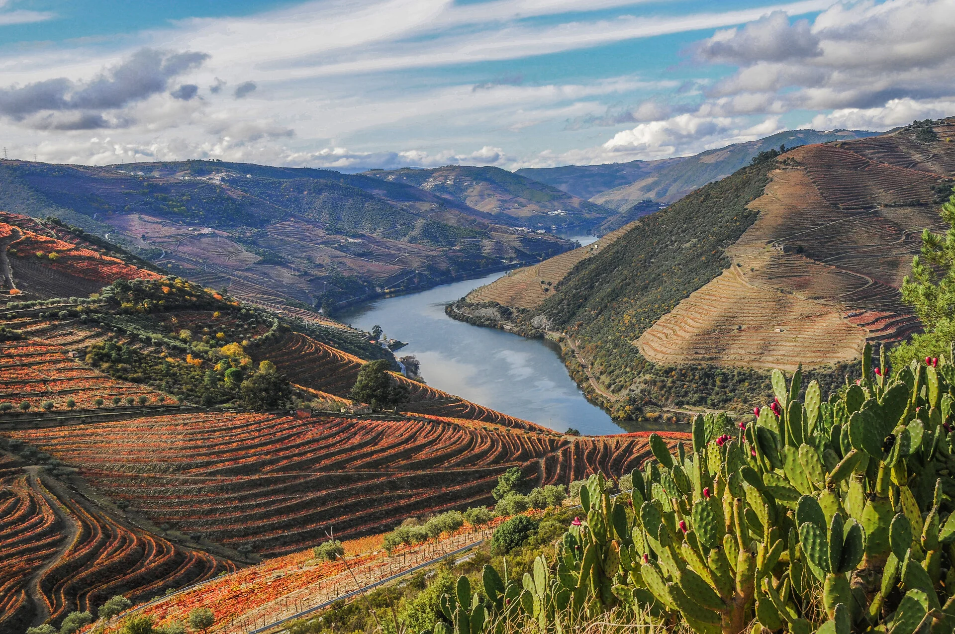 Viñedos en terraza a lo largo del rio Duero en la region vinicola de Portugal