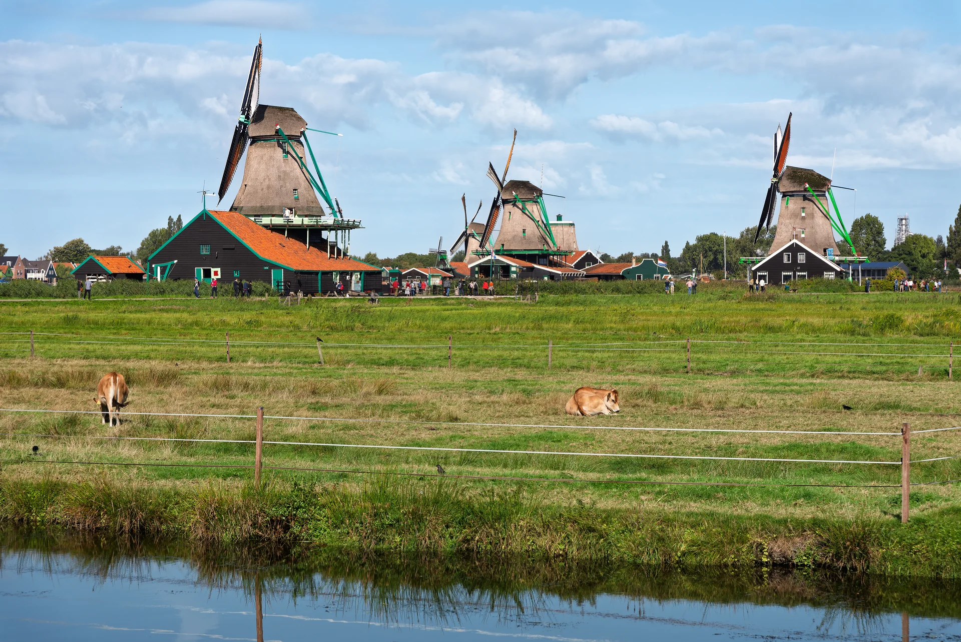 Campos de tulipanes de Keukenhof en flor con un molino holandés al fondo