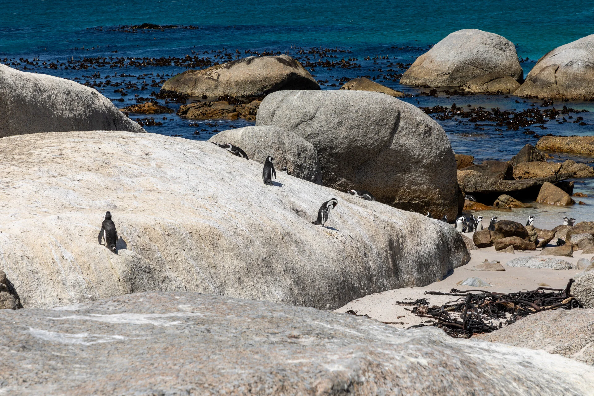 African penguins on the white sand of Boulders Beach near Simon's Town, Cape Town