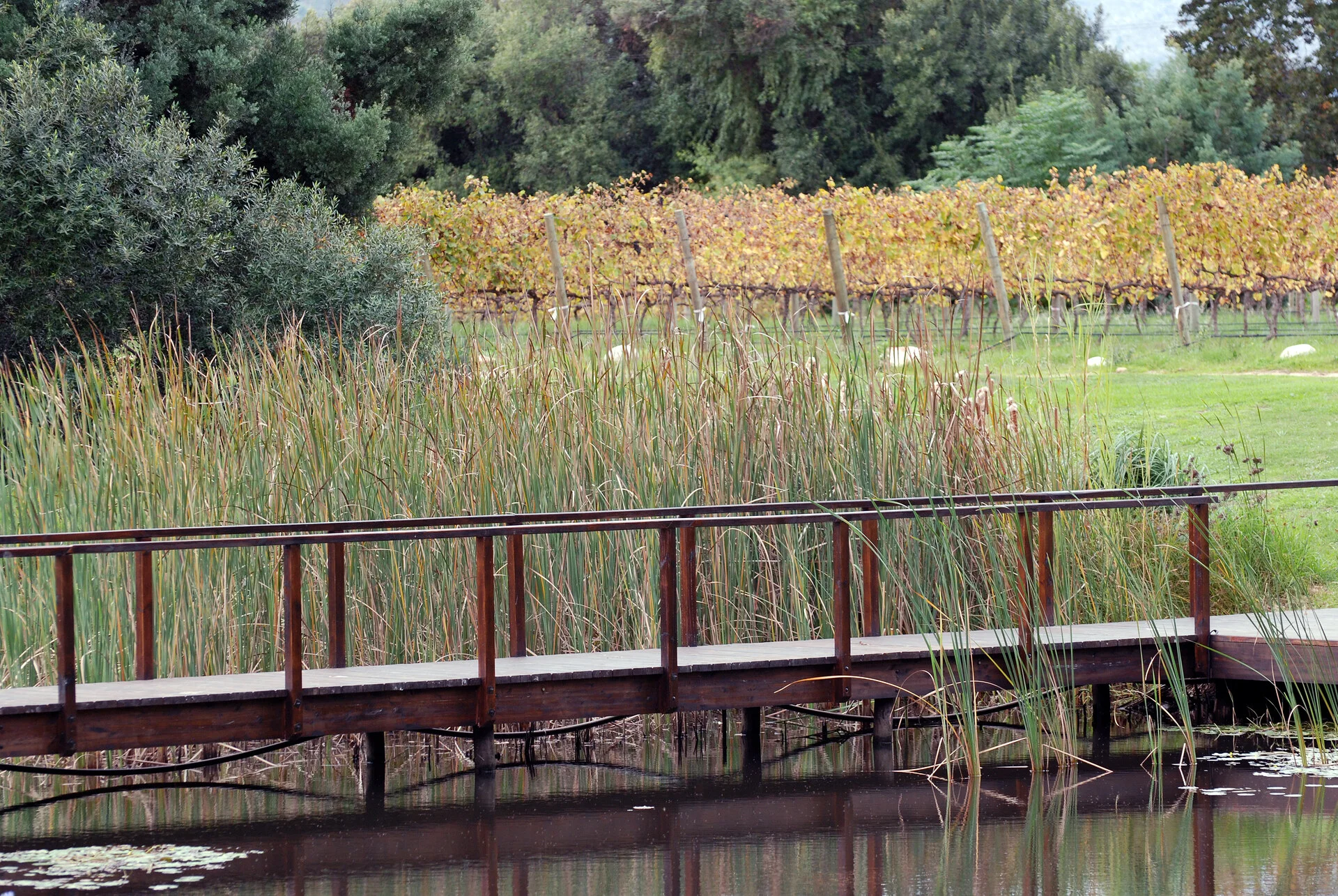 Cape Winelands vineyards in Stellenbosch with mountain backdrop and Cape Dutch architecture