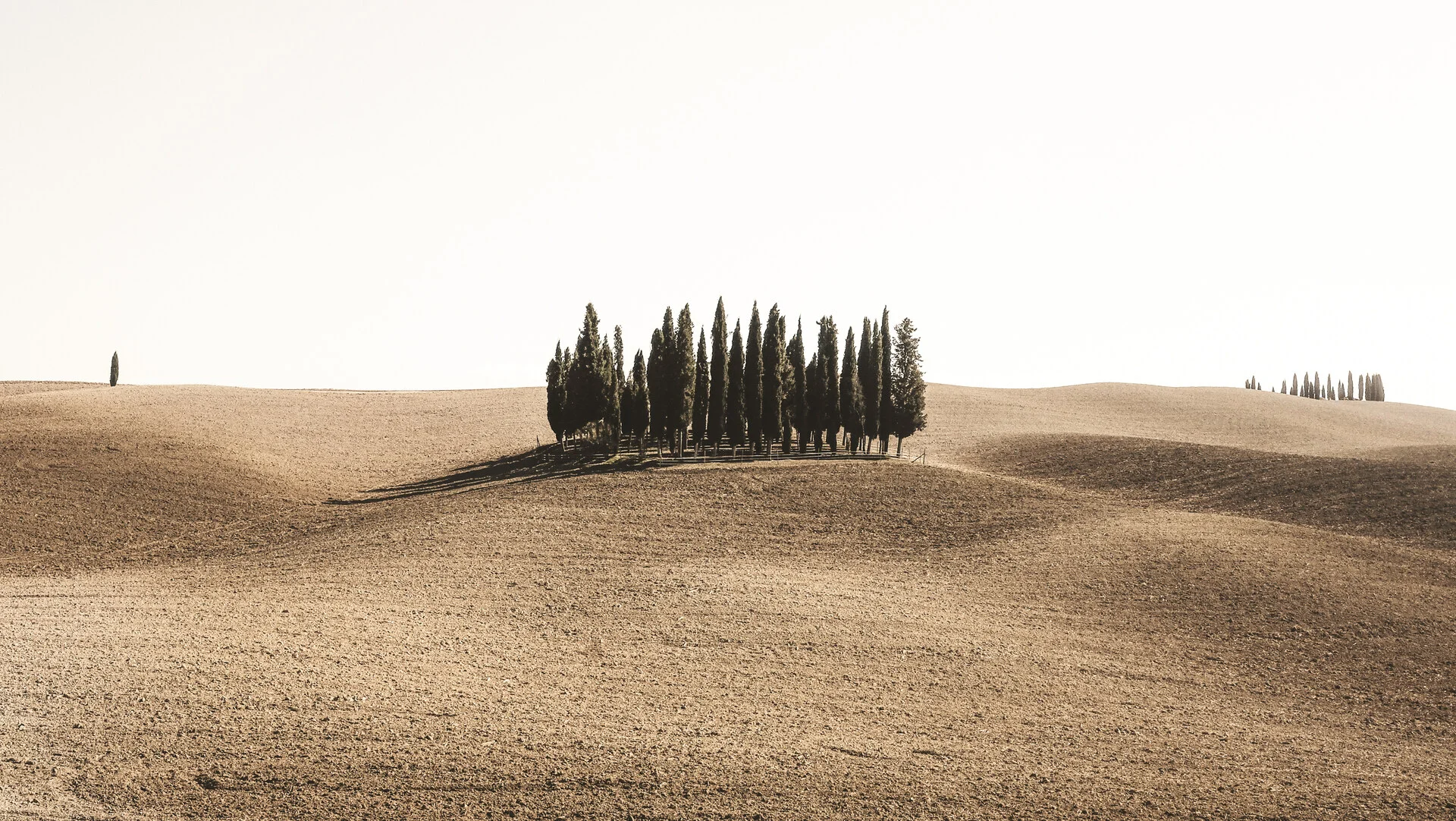Cypress trees on the rolling hills of the Val d'Orcia in the Tuscan countryside near Florence