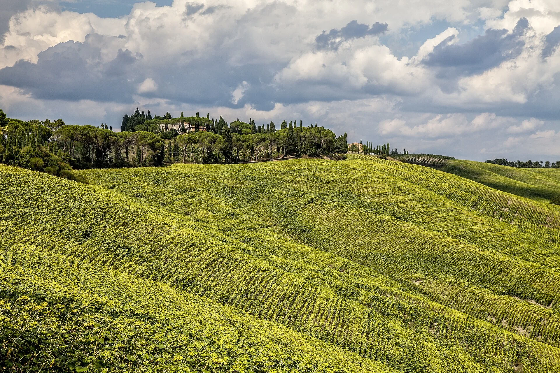 Rolling green hills of the Tuscan wine country near Florence