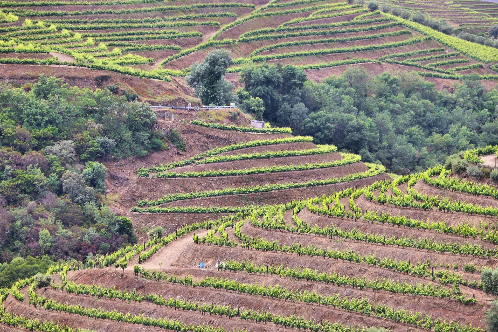 Vinhedos em terraços do Vale do Douro Patrimônio UNESCO com o rio abaixo