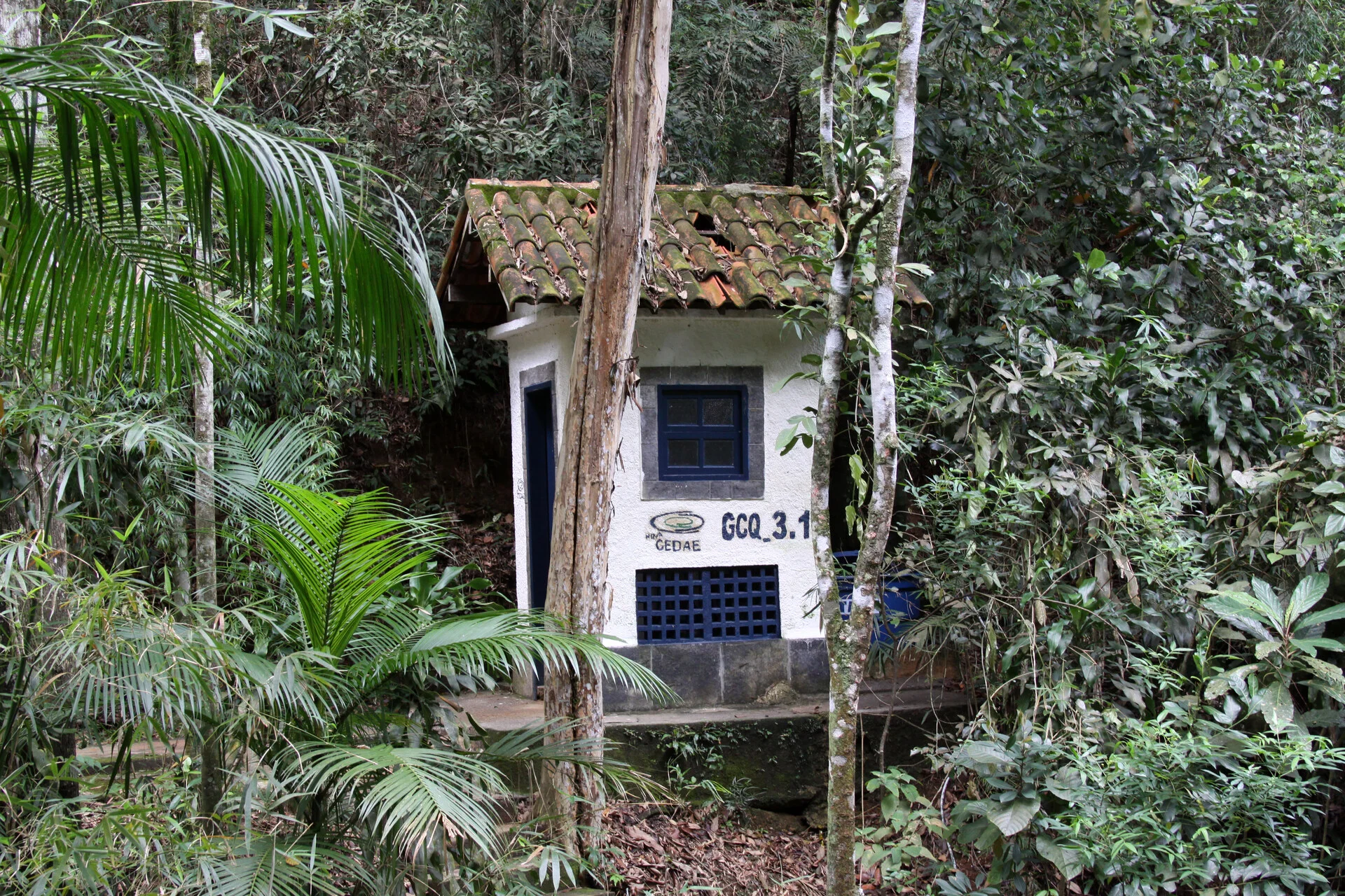 Trilhas verdes exuberantes do Parque Nacional da Tijuca no Rio de Janeiro com vegetação tropical